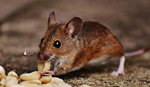 24 Hour & Emergency Exterminators in Shortsville, PA